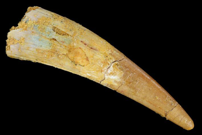 Large, Pterosaur (Siroccopteryx) Tooth - Morocco #127653